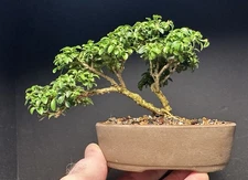 Bonsai Tree Mame Size Kingsville Boxwood 10Years Old 5” Tall Japanese VintagePot