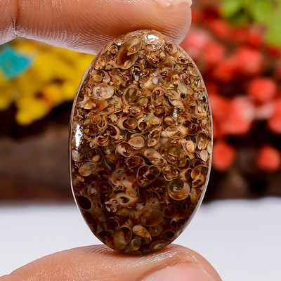 Natural Turritella Fossil Oval Shape Cabochon Loose Gemstone 31 Ct 30X19X5 mm