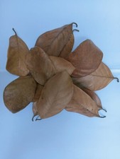 Ceylon Natural Dried Jackfruit Leaves -50Pcs