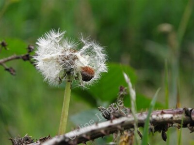 Foto 6x4 Pusteblume, Cranny An Oghmagh abgebildet entlang des Highway to Heal c2010