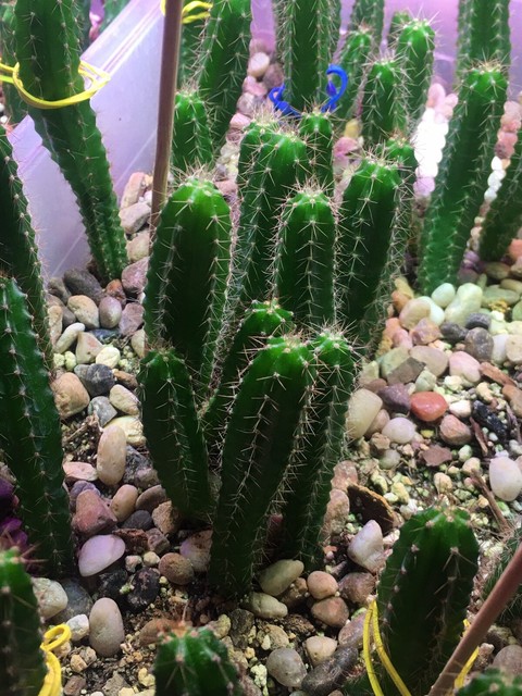 Cactus San Pedro For Sale