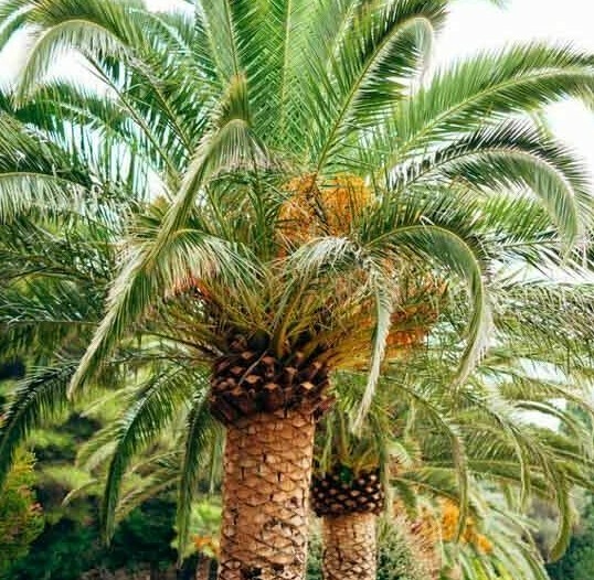 20 Date Palm Phoenix Dactylifera Seeds - US Seller | eBay