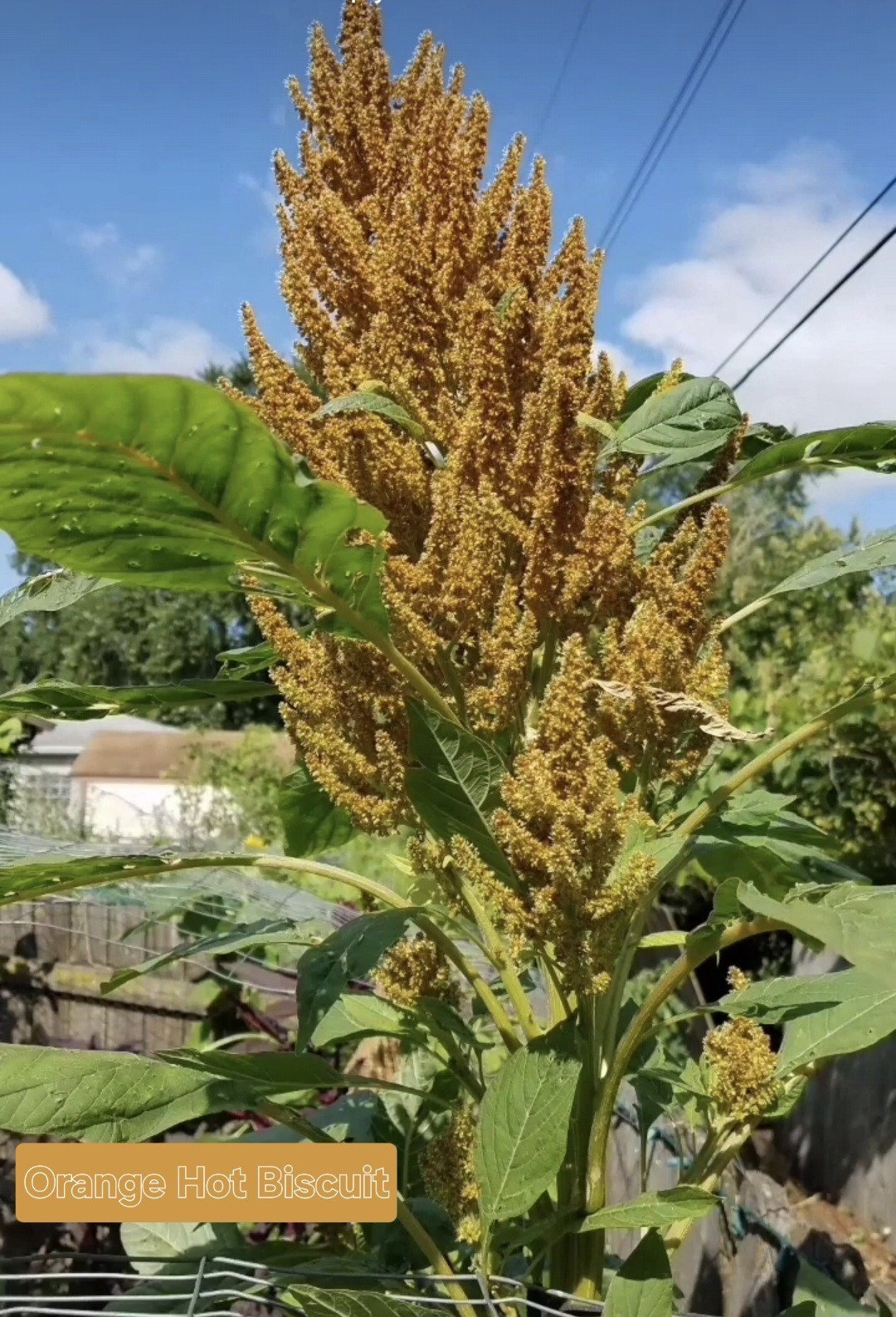 Amaranth Mixed Seeds 50 Organic Seeds