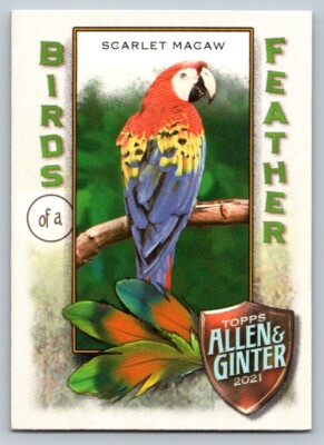 2021 Topps Allen and Ginter Birds of a feather BOF-3 Scarlet Macaw