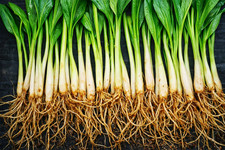 12 bulbes d'ail des ours sans traitements ( cultivé en permaculture BIO)