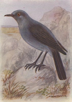 INDISCHE VÖGEL. The Blue Rock-Thrush 1943 altes Vintage Druckbild
