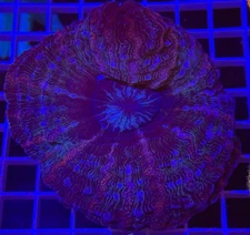 WYSIWYG Acantophyllia Donut Multi Color