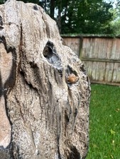 Texas Petrified Wood 10x5x25 Rare Agalized Worm Fossil Within Fossil Brazos Co.