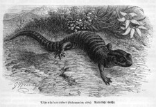 Alpensalamander Salamandra atra Holzstich von 1892 SCHWANZLURCHE G. M&uuml;tzel