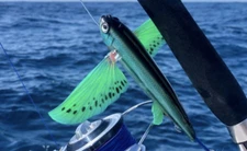 NOMAD DESIGN FLYING FISH "Ulyssey" Can't Get Anywhere