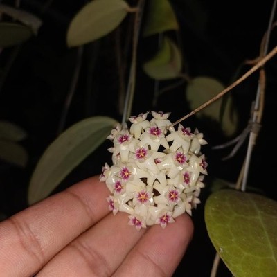 Real Pict Hoya Delichosparte Sp Sulawesi Rare Plant
