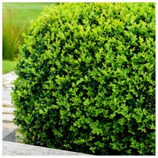 Common Box 10-20cm  in 9cm Pots / Buxus Sempervirens, Evergreen Hedging Plants