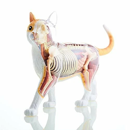 Rompecabezas Skynet 3D VISIÓN 4D Disección Animal No.29 Disección Gato Modelo Naranja - Imagen 2 de 7