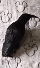 Authentic Crow Prop