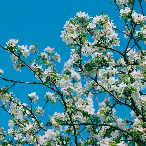 10 Selected Organic Prunus Cerasus Montmorency seeds - Image 4 of 4