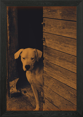 Loner Dogo Argentino Framed Wall Art Poster Canvas Print Picture