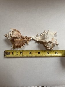 Natural Conch Sea Shell Pair Murex Ramosus 3x2  in  In Pink Hues Spikes Beach