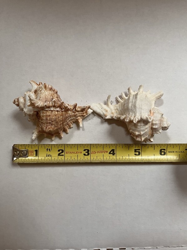 Natural Conch Sea Shell Pair Murex Ramosus 3x2  in  In Pink Hues Spikes Beach