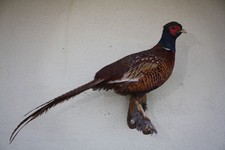 Tierpräparat Fasan, Fasanenhahn, Jagdfasan, Jagd, Trophäe, Deko, Vintage