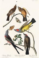 John James Audubon Birds of America Flycatchers Vintage Poster Art Print