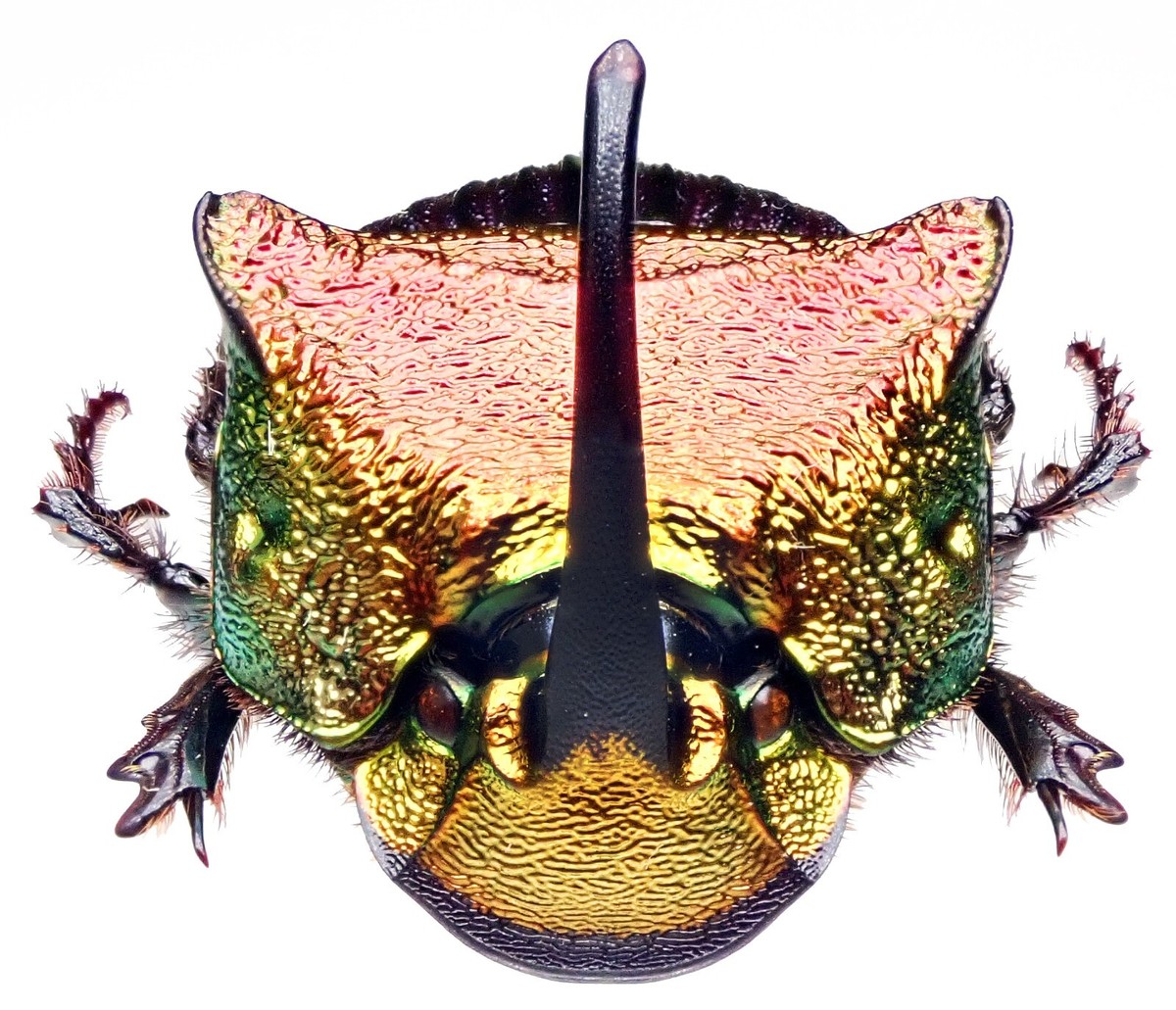 標本 Brazil Phanaeus dejeani 16mm 17mm Brazil Phanaeus dejeani