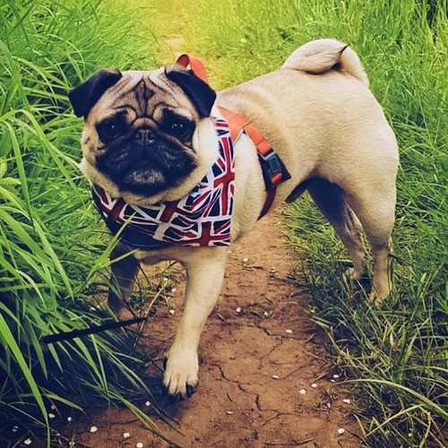Dog Present Gift Neckerchief Bandana Slide Slip on Collar Scarf Neck Tie Various - Picture 20 of 30