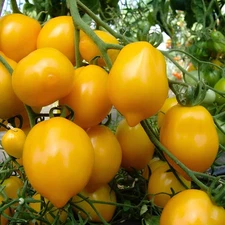 100 Heirloom Rare Lemon Plum Tomato Seeds - Large Sweet Salad Tomato Lemon Shape