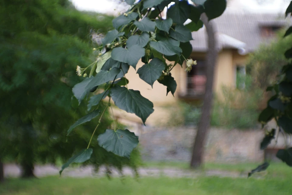 RARE Sharp OMP 1-45-1 45mm f/4 USSR Micro Macro 21x lens M39 BeLOMO 35mm OKS OKC - Image 3 of 4