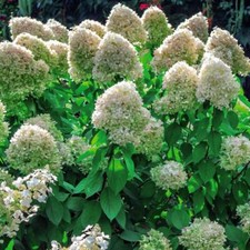 Hydrangea Shrub Flower Bushy Garden Plant 'Hercules' 1 or 2 or 4 x 9cm Pots T&M