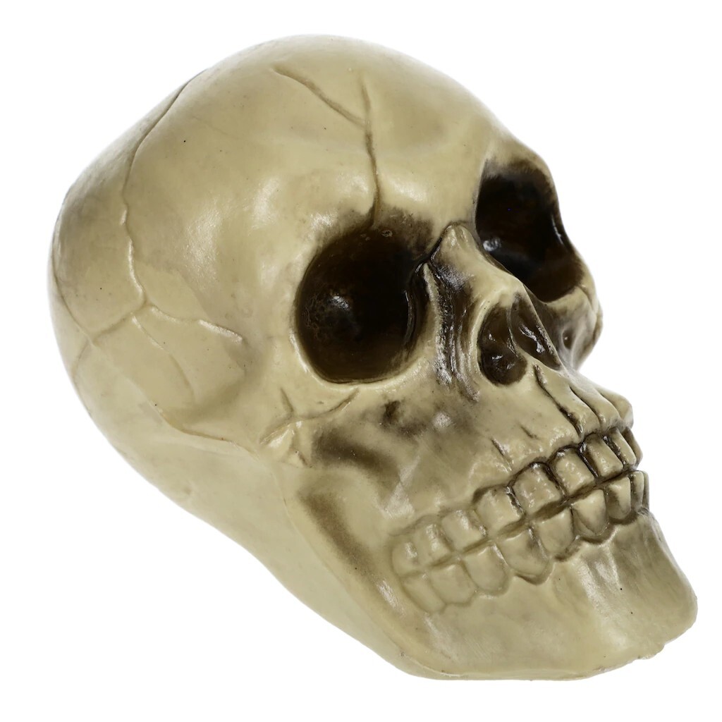Plastic Skull 6