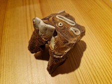 Wollnashorn Backenzahn, Fossil, Coelodonta Antiquus, Eiszeit, Pleistozän