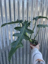 #95 Philodendron Bob Cee Aroid 4” Pot  Plant Monstera Houseplant