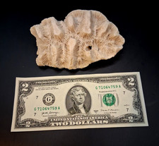 Vintage Natural Specimen of Brain Coral 4.75" x 3" / 152.5 Grams 5.4oz