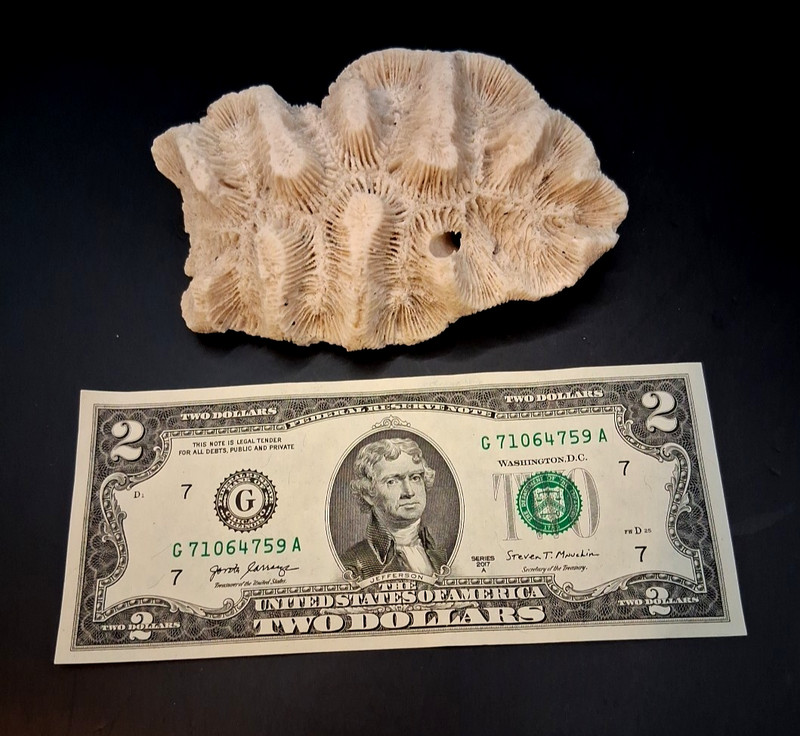 Vintage Natural Specimen of Brain Coral 4.75" x 3" / 152.5 Grams 5.4oz