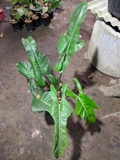 Philodendron Jerry Horne Very Beauty Real Picture Mature Plant