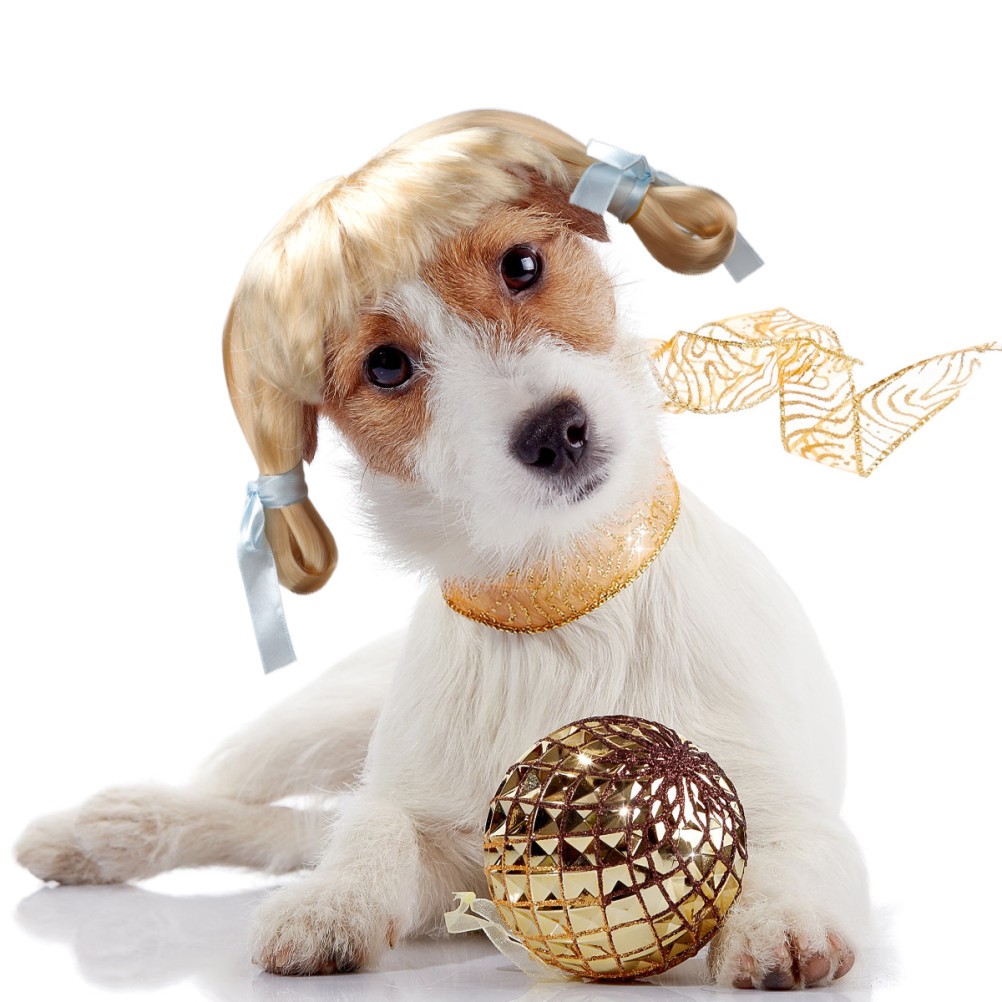 Accessori per per cani per cani da 1 pc per cuccioli per animali domestici.
