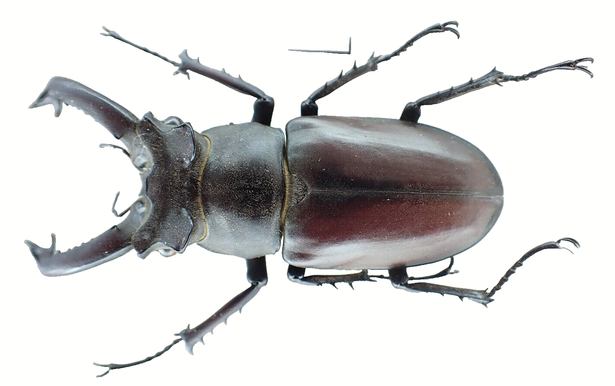 i50611. Insects, Lucanidae, Lucanus ngheanus Okuda. Vietnam. 62mm
