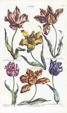 1757 Botanical TULIPS CHANGEABLE BLEEDING  John Hill Pl 34 (EG10)