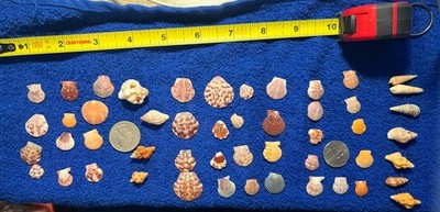 50 pieces of assorted Florida West Coast Sea Shells-Collecting or Crafting