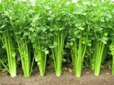 5000 Chinese Celery Seeds Non-GMO Heirloom USA Seller