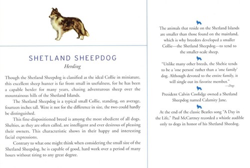 Shetland Sheepdog - CUSTOM MATTED Dog Art Print - Breed Description and History