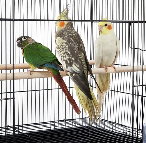 Large Wide Bird Cage Flight Cage Breeding Cage for Small Parrots/Budgie/Lovebird - Picture 8 of 12
