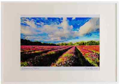 Lavender Fields Banstead Sutton A3 Aquarell limitierte Auflage Bild gerahmt