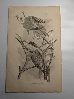 Carolina Parrot Woodpecker John James Audubon Bird Antique Print Lithograph 1857