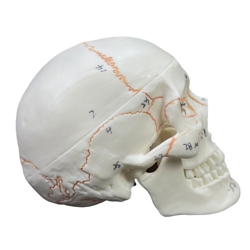 Life Size Adult Human Anatomy Head Skeleton Model Human Skull Anatomical Model - Picture 4 of 8