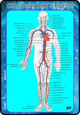 Poster Anatomie des menschlichen Kreislaufsystems   Wandtafel für medizinisches Klassenzimmer, Biologie
