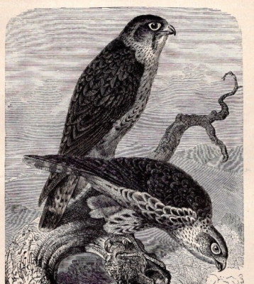 Old Antique Victorian Era Vintage History 1895 MERLINS Bird Print