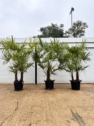Palmeras cultivadas en el Reino Unido Trachycarpus Fortunei, molino de viento chino palmera
