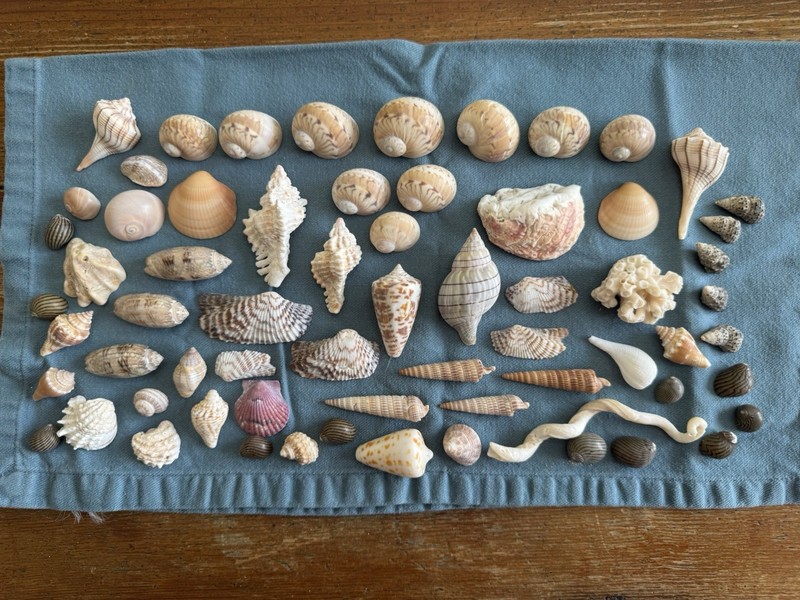 10 Gaudy Nauticas & 50+ More Varieties Of Seashells