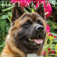 Willow Creek Press,  Just Akitas 2026 Wall Calendar, 12'' X 12'', 18-Month Calen